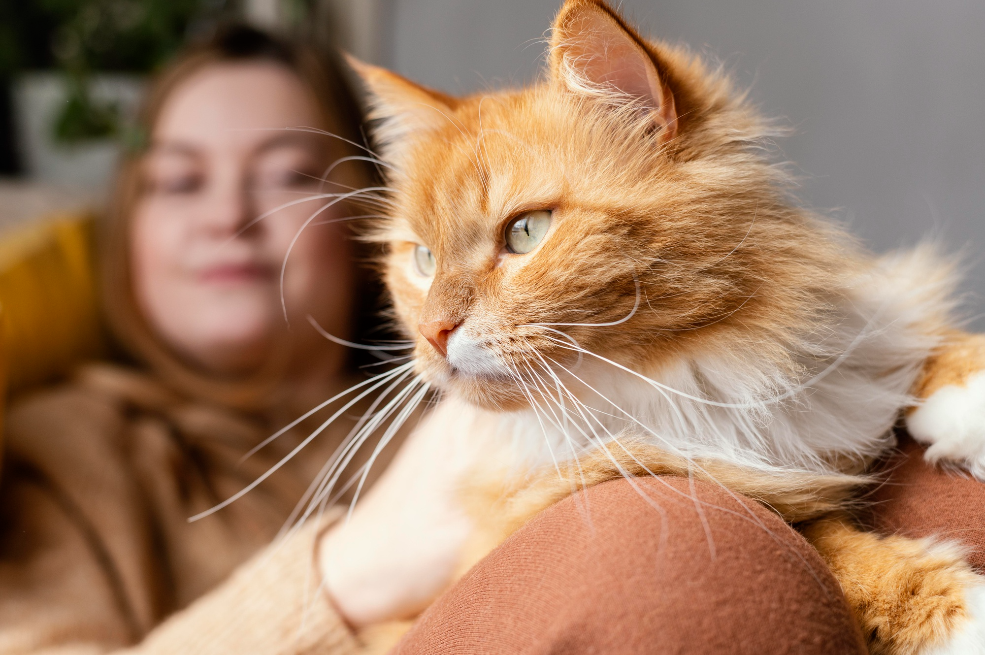 12 Orange Cat Breeds You Must Know