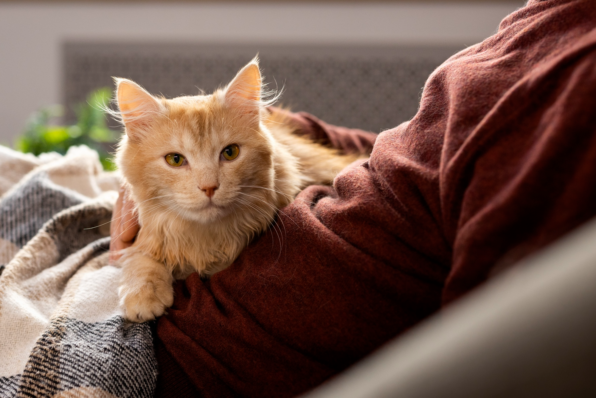 Top 11 Facts about the Orange Tabby Cat