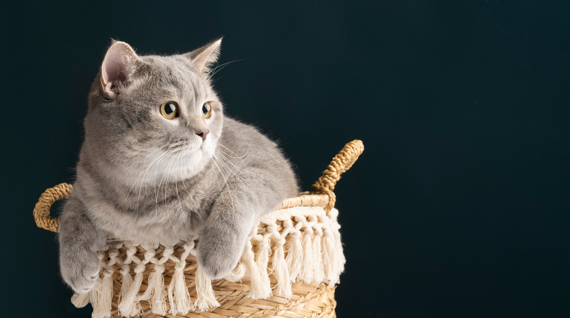 12 Smallest Cat Breeds & Mini Cats
