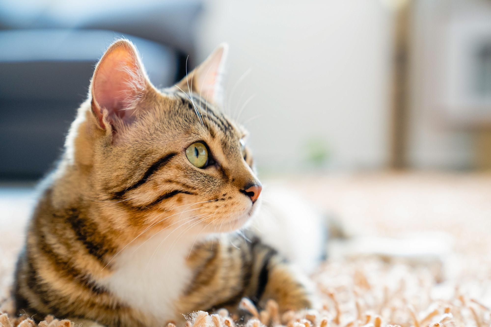 Pros and Cons of Open Litter Boxes: Cat Personalities & Smart Design